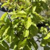 Close-up of a leafy shrub with bright green, serrated leaves in sunlight, branches visible against a gravel or garden background.