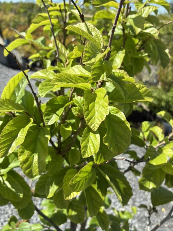 Close-up of a leafy shrub with bright green, serrated leaves in sunlight, branches visible against a gravel or garden background.