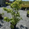 Potted young tree with bright green leaves in a gravel plant nursery, with a greenhouse in the background.