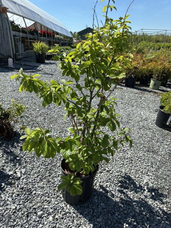 Potted young tree with bright green leaves in a gravel plant nursery, with a greenhouse in the background.