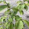 Green leaves on thin branches of a small shrub over a gravel surface