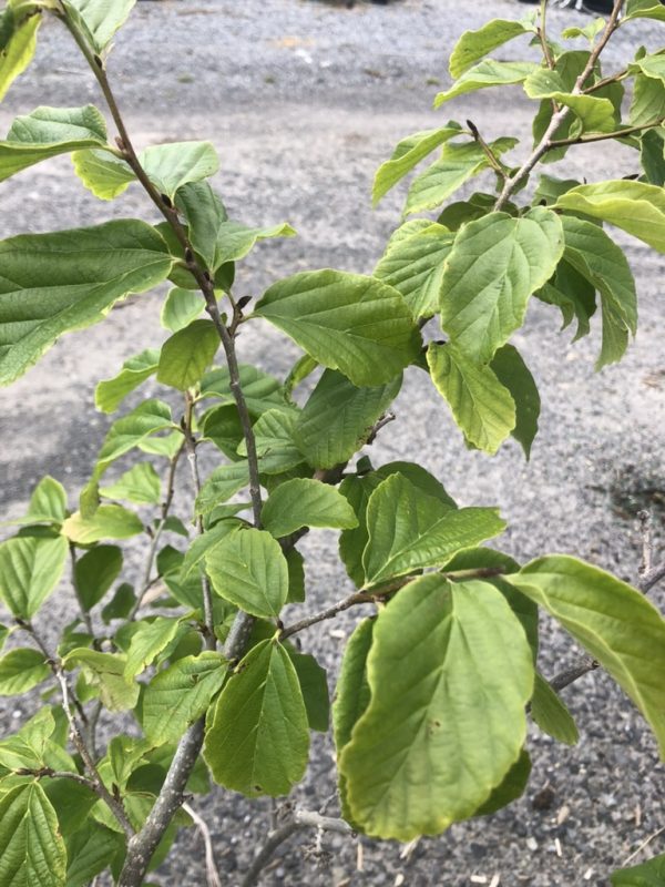 Green leaves on thin branches of a small shrub over a gravel surface