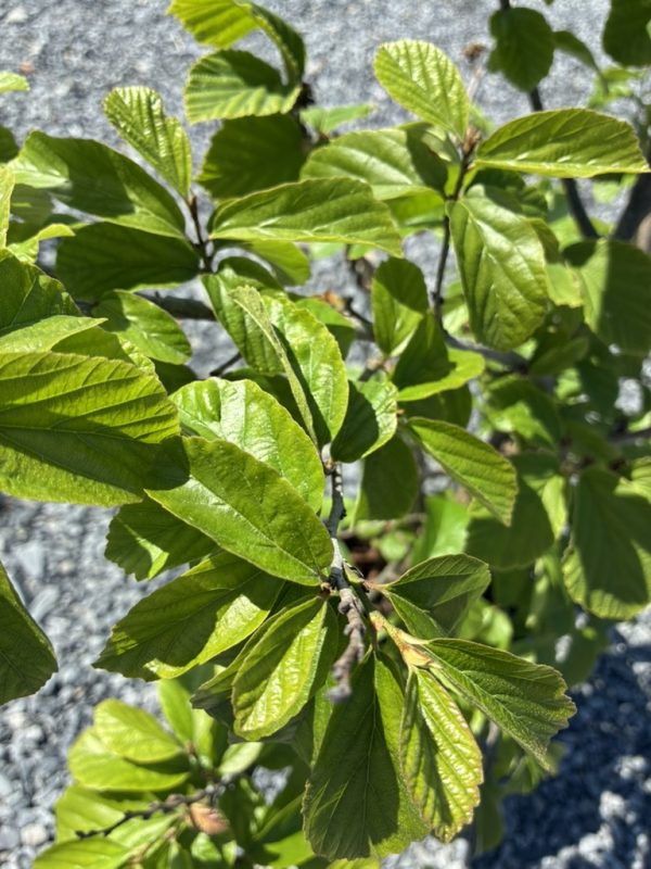 Close-up of bright green, serrated leaves on a woody shrub with a gravel ground in the background, sunlight highlighting leaf veins