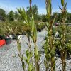 Close-up of tall green shrub stems with red-tinged leaves against a gravel lot at a sunny garden center.
