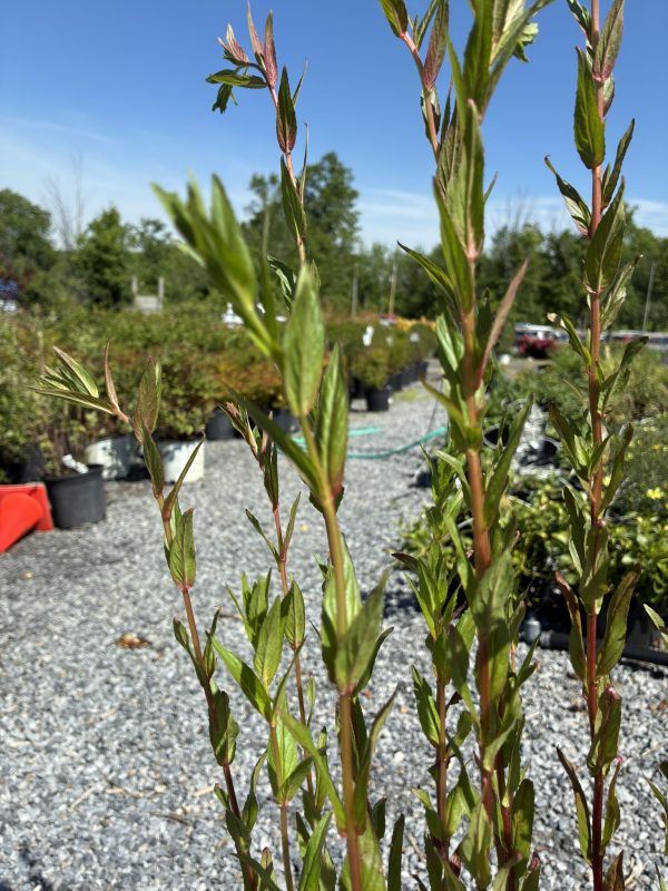 Close-up of tall green shrub stems with red-tinged leaves against a gravel lot at a sunny garden center.