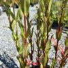 Close-up of red-stemmed shrub with narrow green leaves in a nursery setting on gravel ground