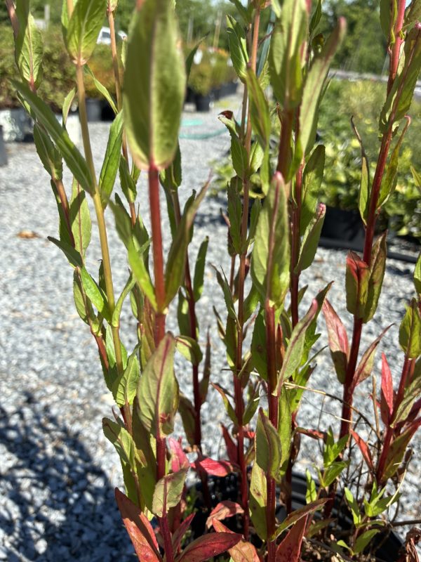 Close-up of red-stemmed shrub with narrow green leaves in a nursery setting on gravel ground