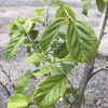 Close-up of green, veined leaves on a small shrub with a gray gravel ground in the background.