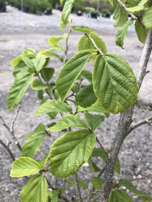 Close-up of green, veined leaves on a small shrub with a gray gravel ground in the background.