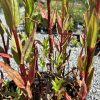 Close-up of a red-stemmed ornamental shrub with green leaves tinged red in an outdoor nursery setting.
