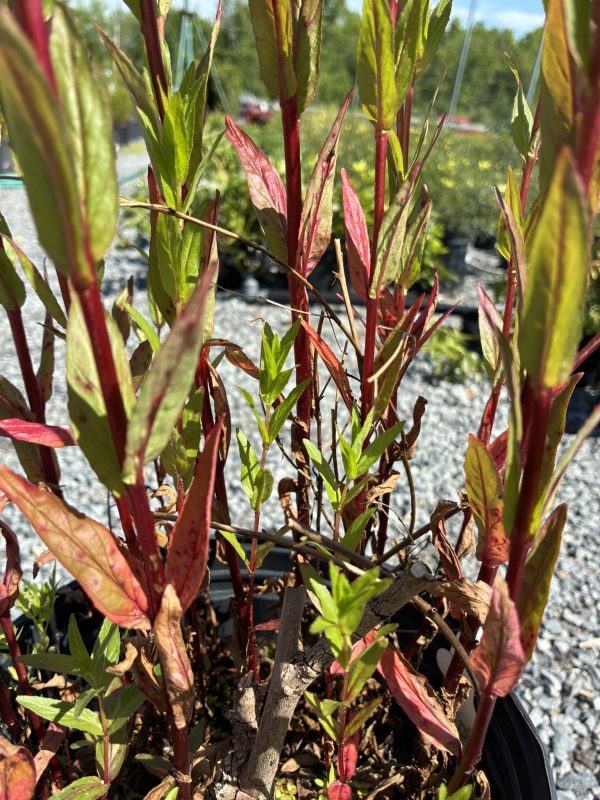 Close-up of a red-stemmed ornamental shrub with green leaves tinged red in an outdoor nursery setting.