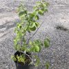 Small potted shrub with green oval leaves on a black plastic pot, placed on a gravel surface.