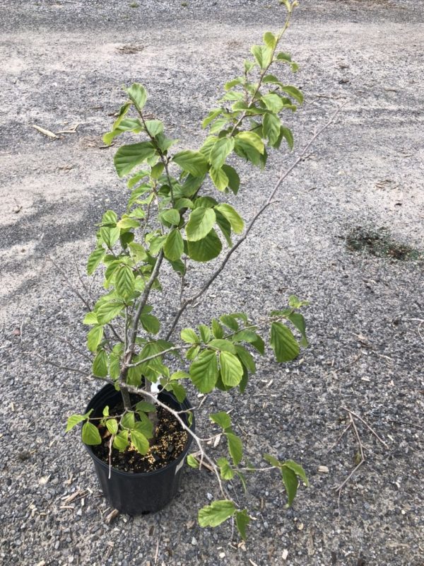 Small potted shrub with green oval leaves on a black plastic pot, placed on a gravel surface.