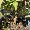 Close-up of a potted shrub with woody stems and green oval leaves, soil and mulch visible at the base in a black pot.