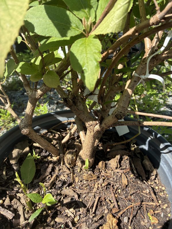 Close-up of a potted shrub with woody stems and green oval leaves, soil and mulch visible at the base in a black pot.