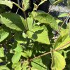 Close-up of green, oval leaves with brown stems on a sunlit shrub.