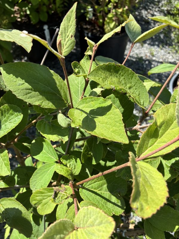 Close-up of green, oval leaves with brown stems on a sunlit shrub.