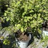 Bushy green shrub in a white nursery pot on gravel, sunlit leaves visible