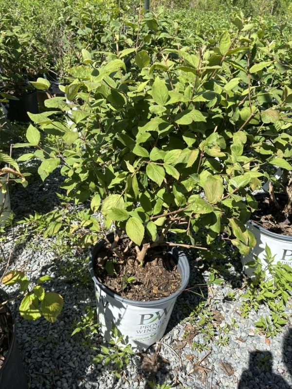 Bushy green shrub in a white nursery pot on gravel, sunlit leaves visible