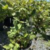 row of potted leafy shrubs in a gravel nursery yard under a metal-framed greenhouse, bright sun