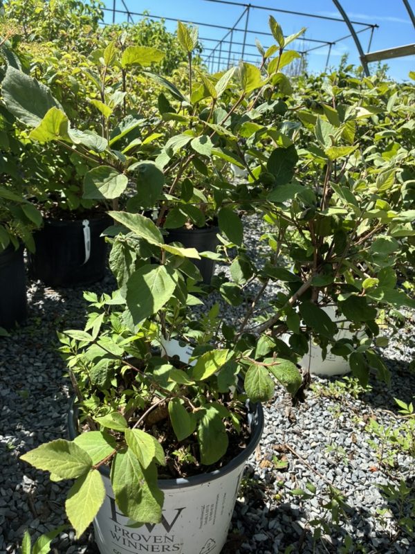 row of potted leafy shrubs in a gravel nursery yard under a metal-framed greenhouse, bright sun