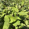Close-up of bright green leaves on a dense shrub with reddish stems in sunlight