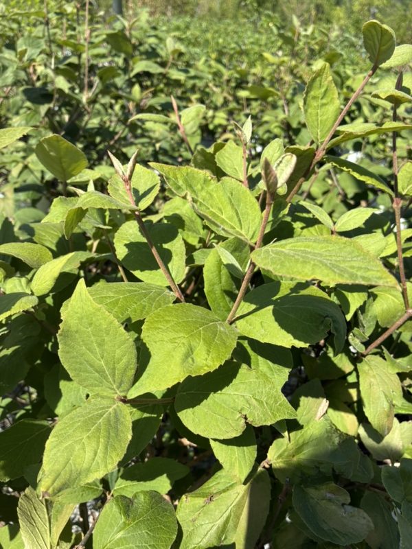 Close-up of bright green leaves on a dense shrub with reddish stems in sunlight