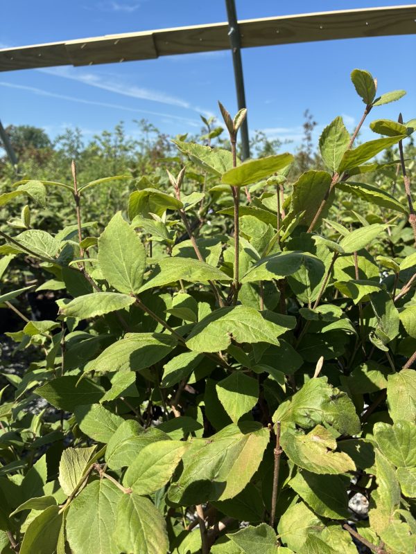 Close-up of green leaves on a shrub with brown stems under a clear blue sky in bright daylight.