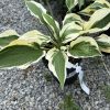 Variegated hosta plant with cream-bordered green leaves in a pot on gravel.