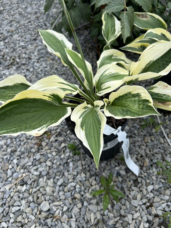 Variegated hosta plant with cream-bordered green leaves in a pot on gravel.