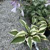 Variegated hosta with green leaves edged in cream in a gravel garden bed, purple bell flowers.