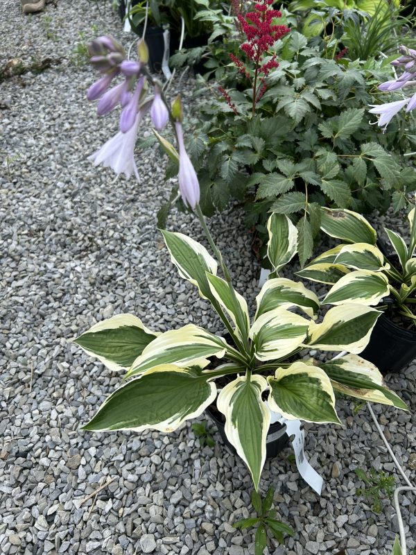 Variegated hosta with green leaves edged in cream in a gravel garden bed, purple bell flowers.