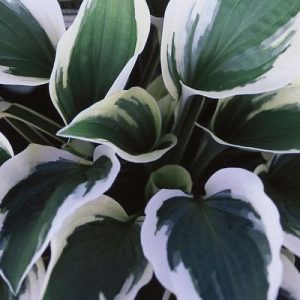 Green Patriot Hosta