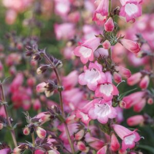 Harlequin Pink Beardtongue