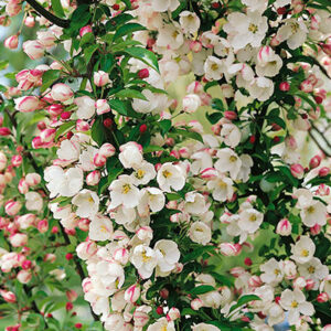 Adirondack Crabapple