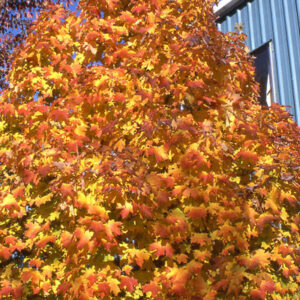 Apollo Sugar Maple