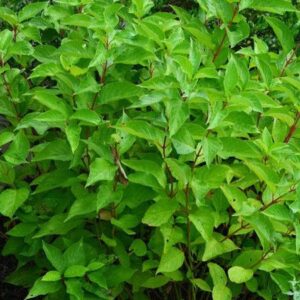 Arctic Fire Dogwood