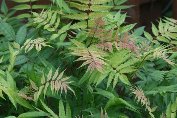 Ash-leaf-False-Spirea - Grasshopper Gardens