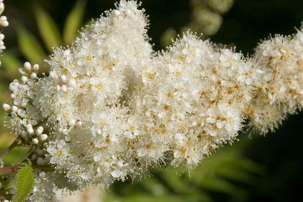 Ash-leaf-False-Spirea1 - Grasshopper Gardens