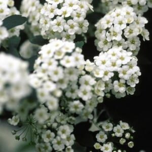 Renaissance Bridal Wreath Spirea
