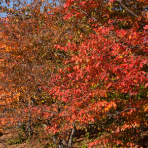 Blue Beech