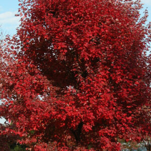 Brandywine Maple