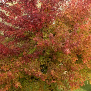 Burgundy-Belle-Maple-1 - Grasshopper Gardens