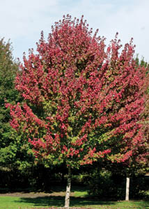 Burgundybelle1 - Grasshopper Gardens