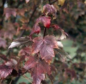 Burgundybelle2 - Grasshopper Gardens
