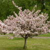 Camelot Crabapple