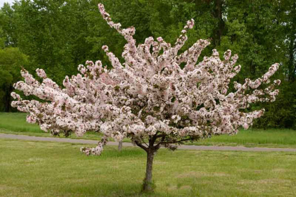 Camelot Crabapple