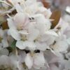 Camelot Crabapple White Flowers