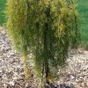 Photo of: Walker Weeping Caragana Tree