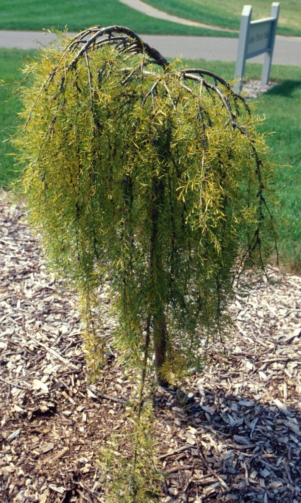 Photo of: Walker Weeping Caragana Tree